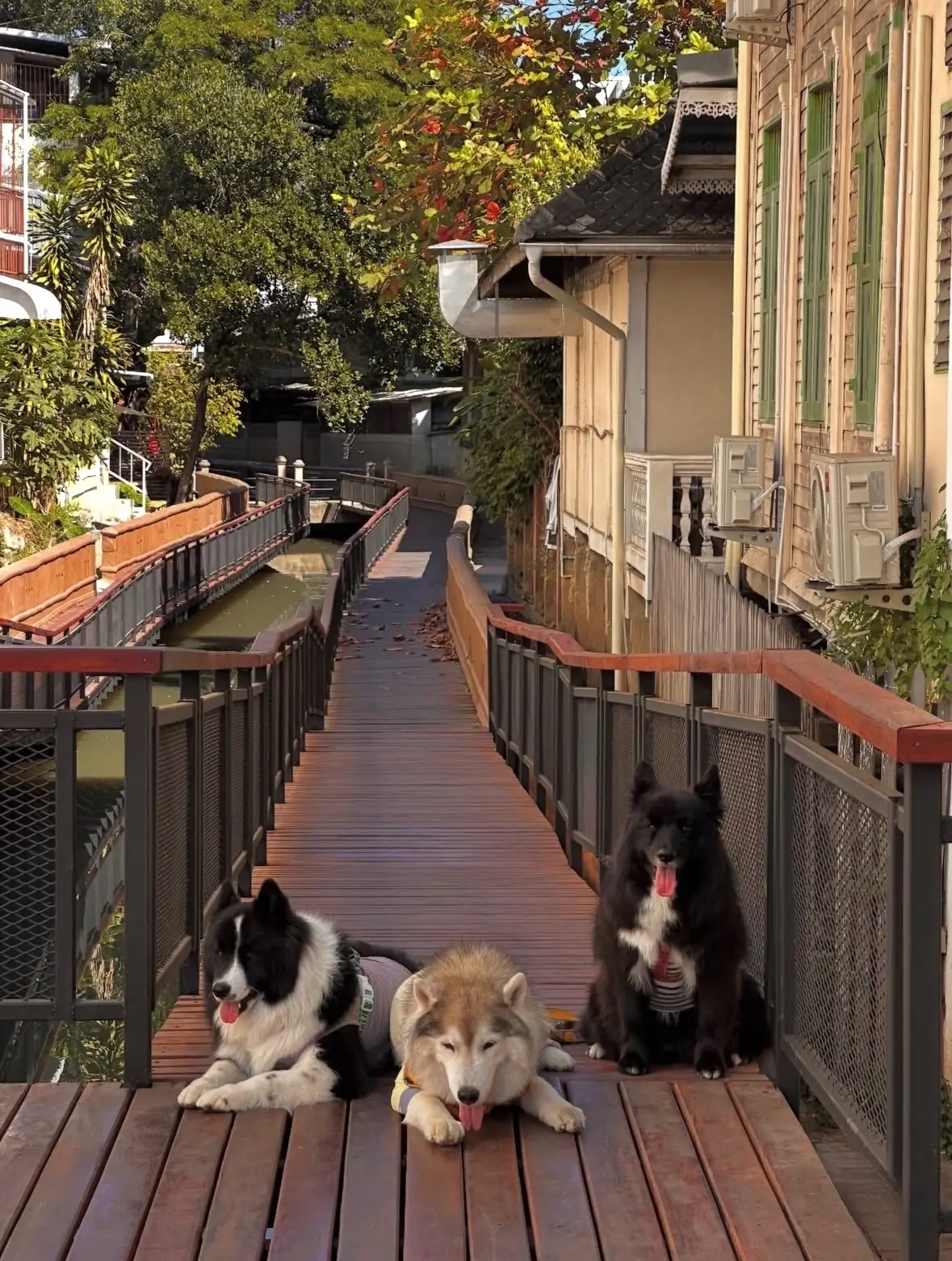 คลองแม่ข่า pets image 6