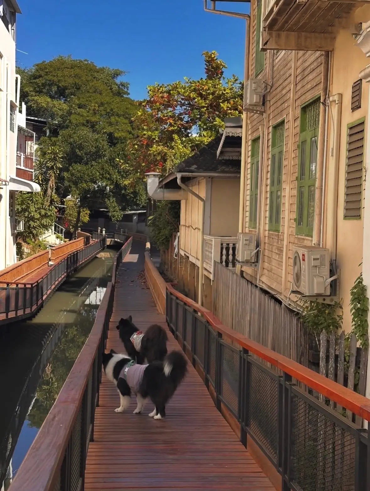คลองแม่ข่า pets image 2
