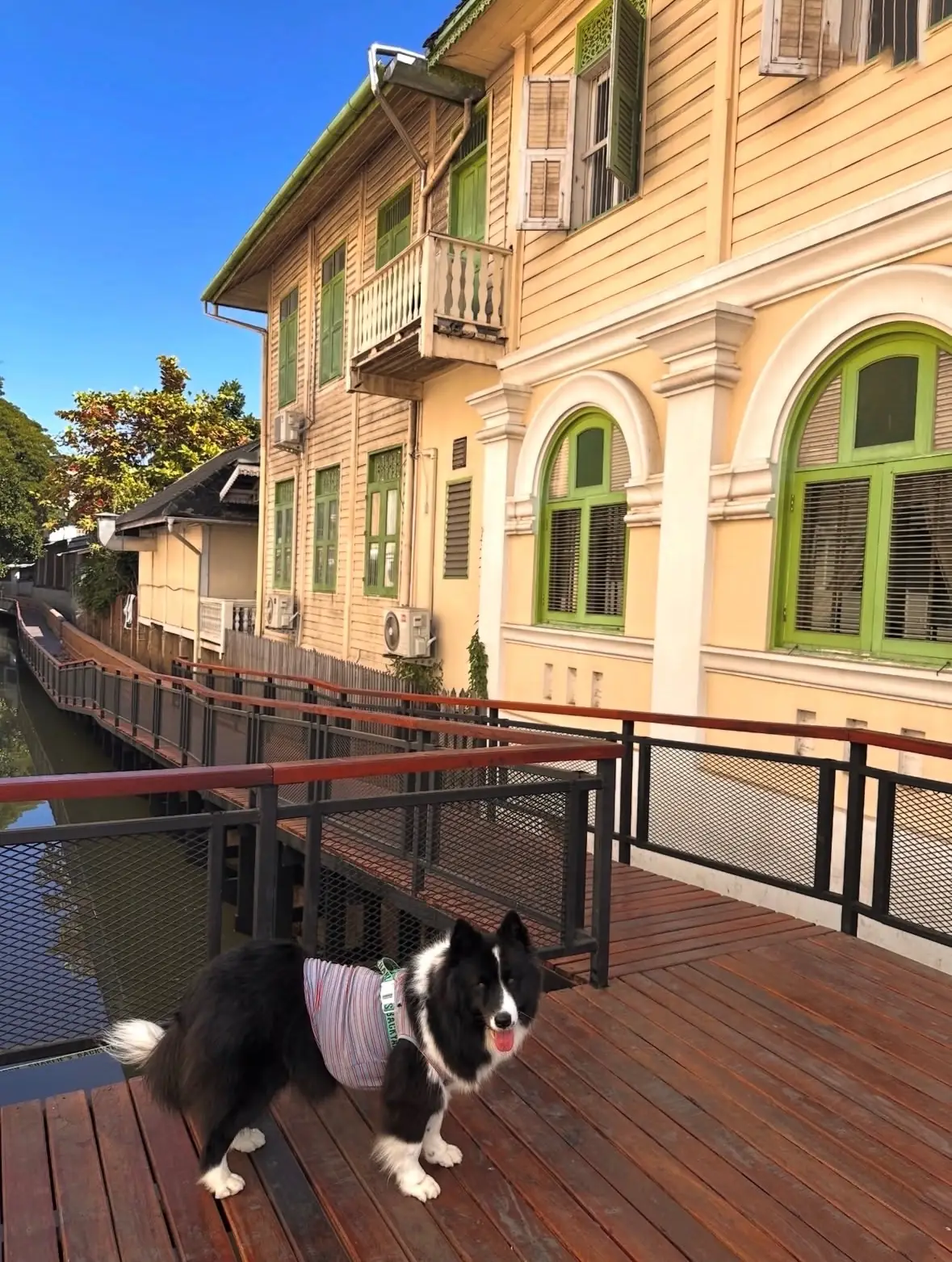 คลองแม่ข่า pets image 4