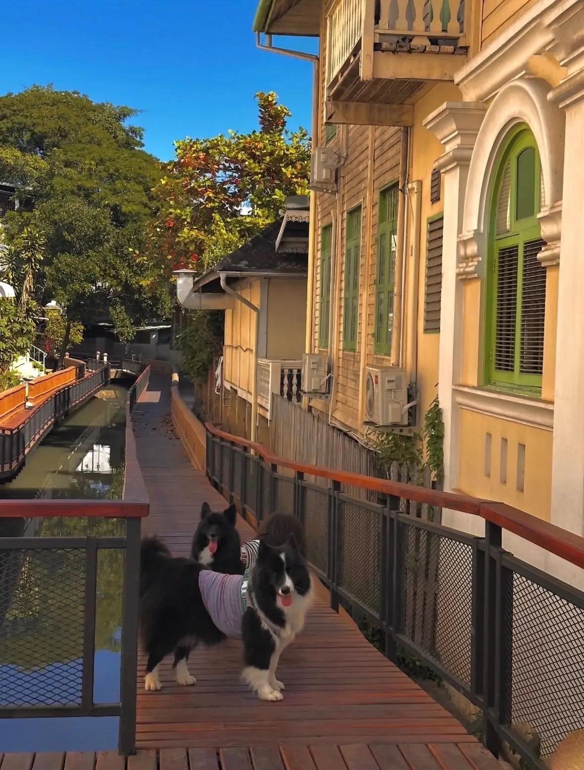 คลองแม่ข่า pets image 1
