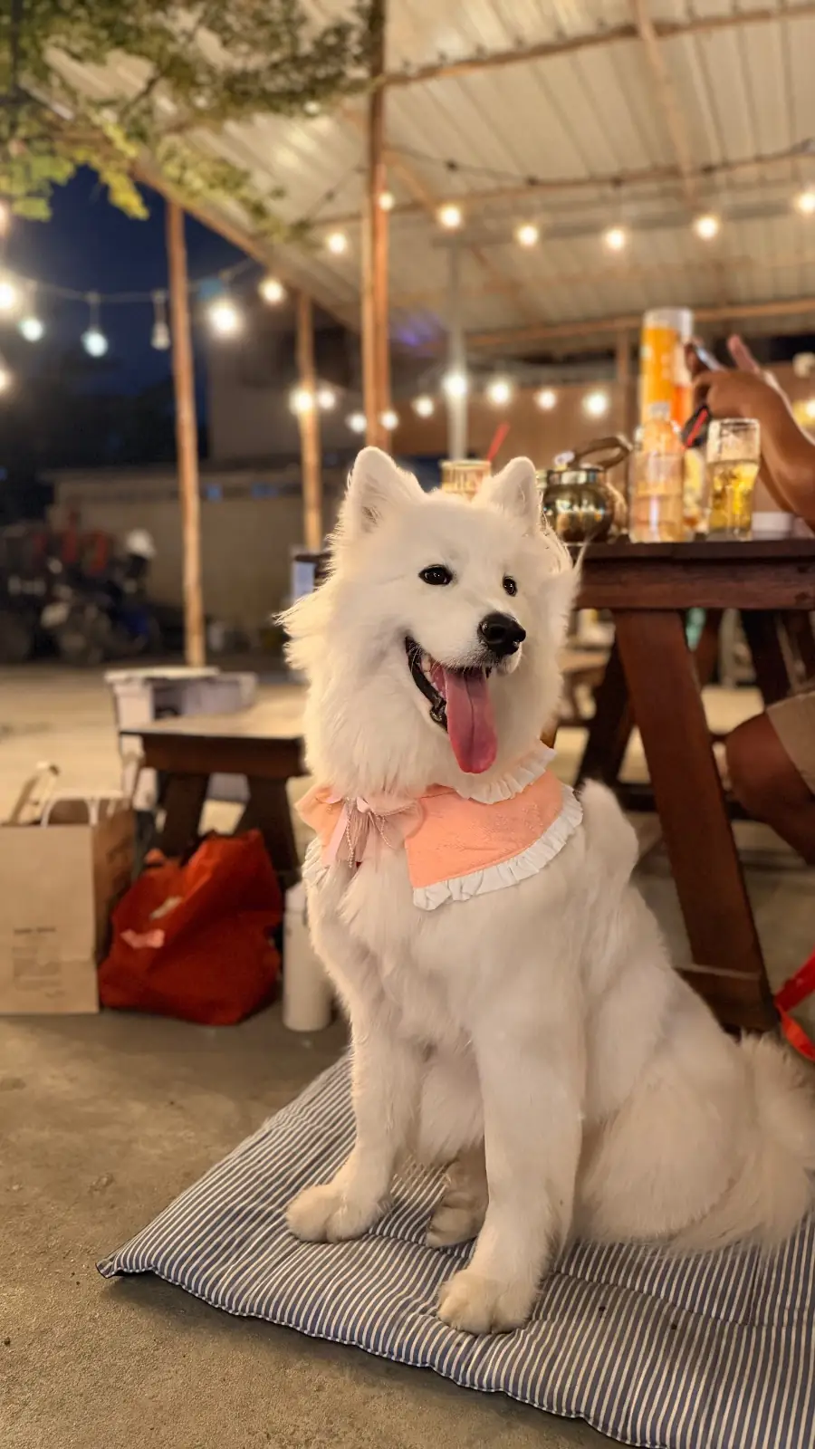 บ้านทองเหลือง หมูกะทะ pets image 4