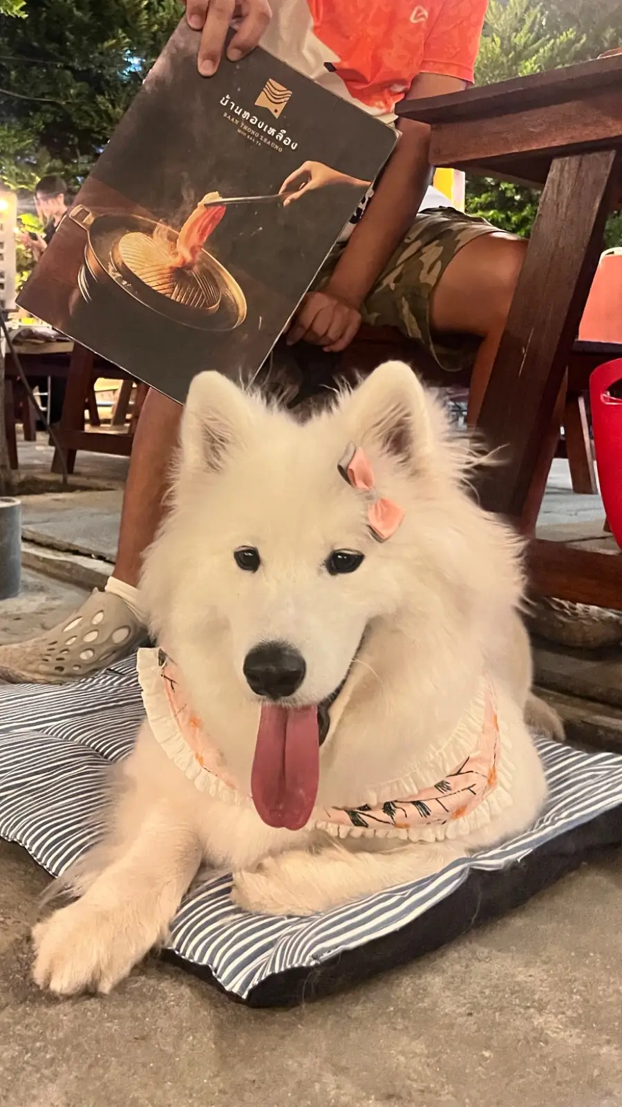 บ้านทองเหลือง หมูกะทะ pets image 2