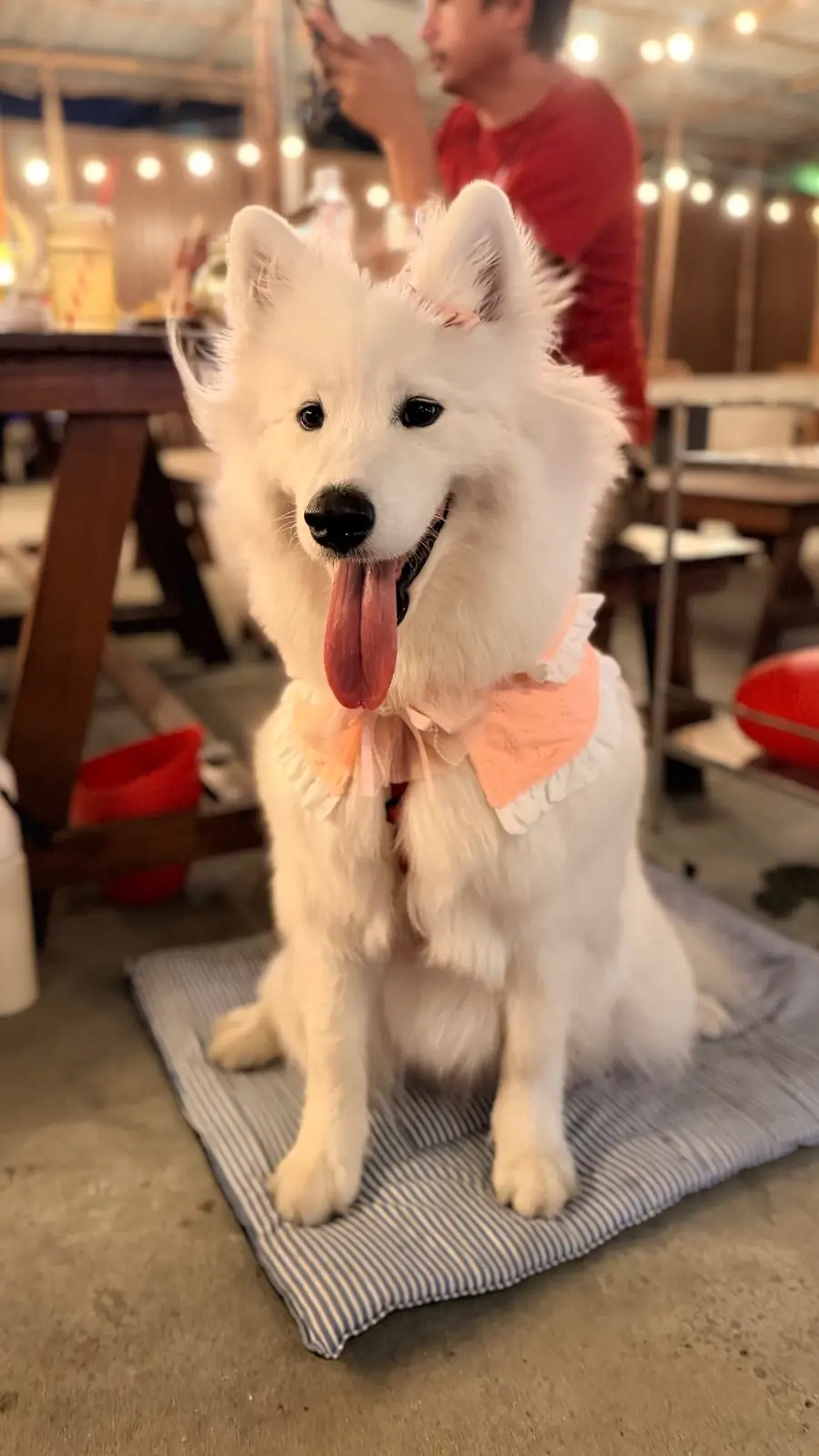 บ้านทองเหลือง หมูกะทะ pets image 3