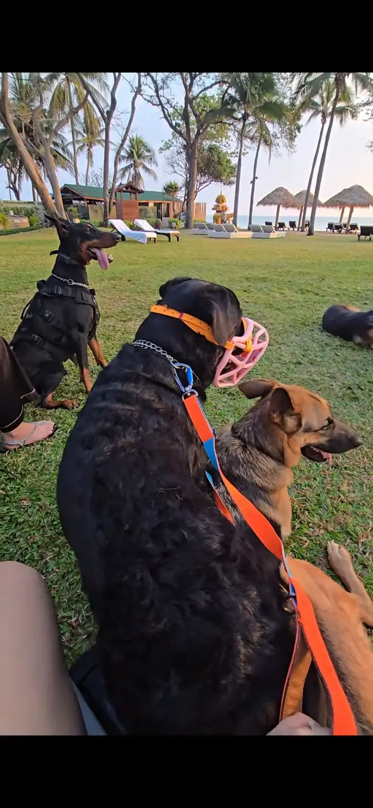 Hyatt Regency Hua Hin pets image 1