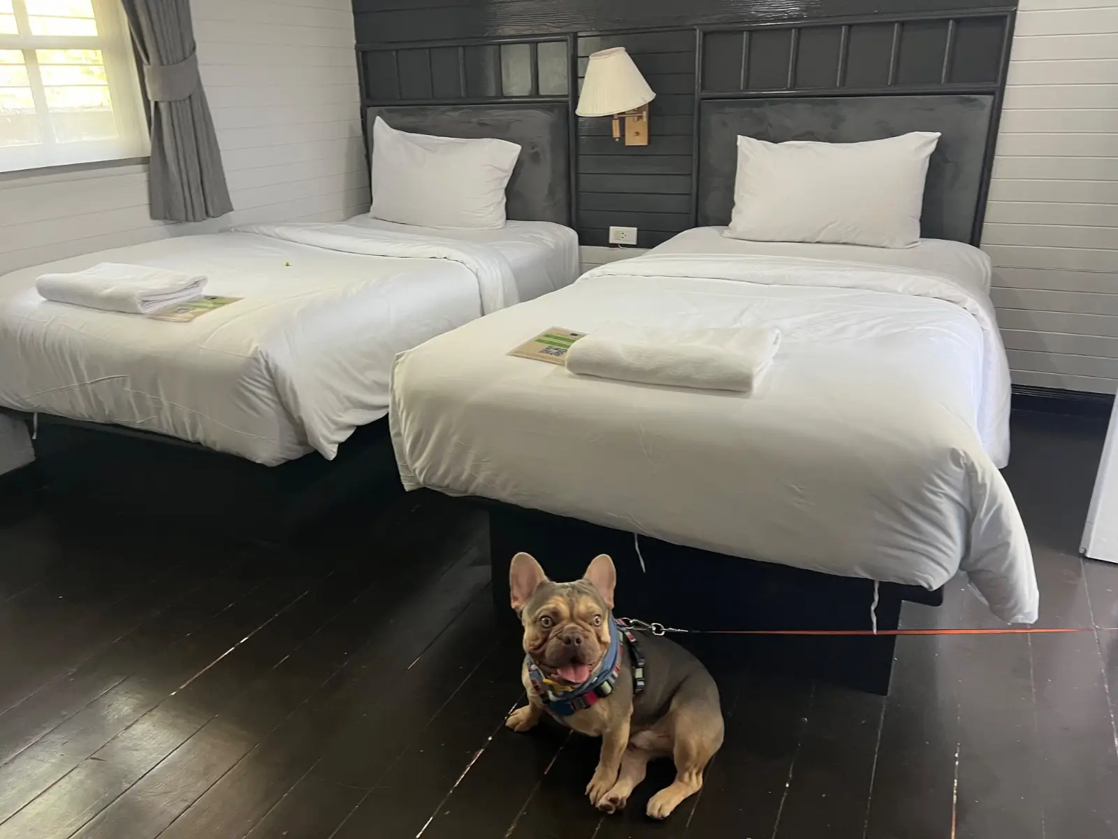 โรงแรมลูน่าฮัทรีสอร์ท pets image 1