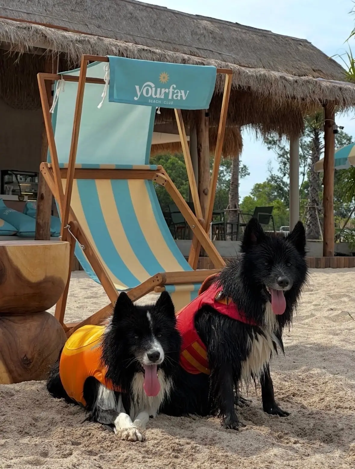 Yourfav.cafe pets image 2