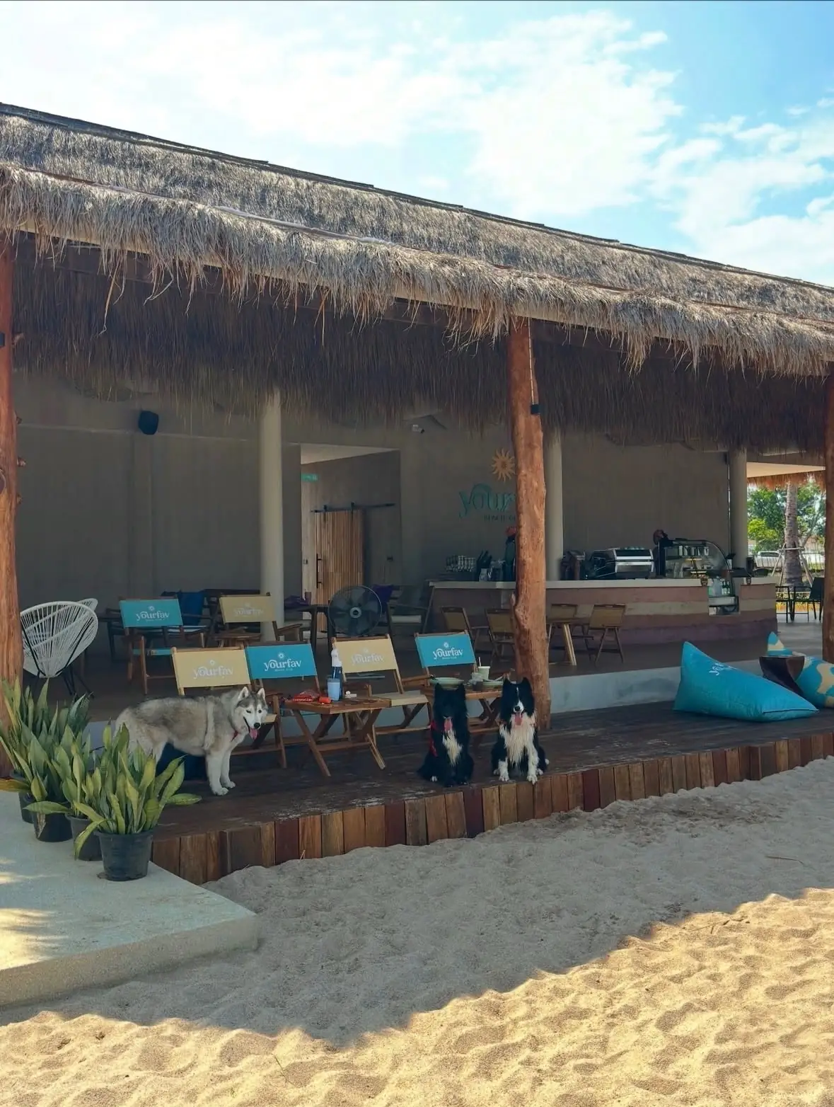 Yourfav.cafe pets image 1