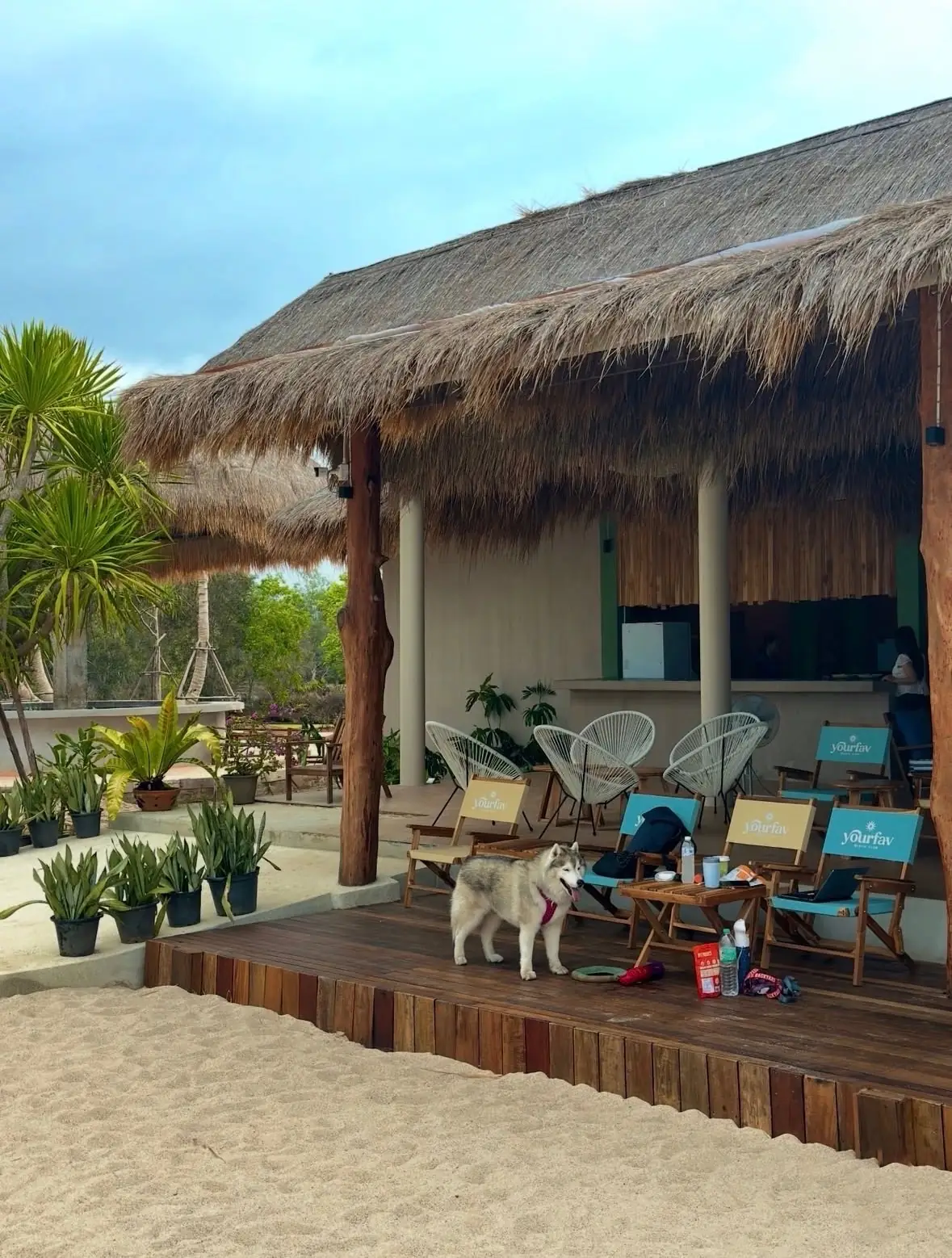 Yourfav.cafe pets image 3