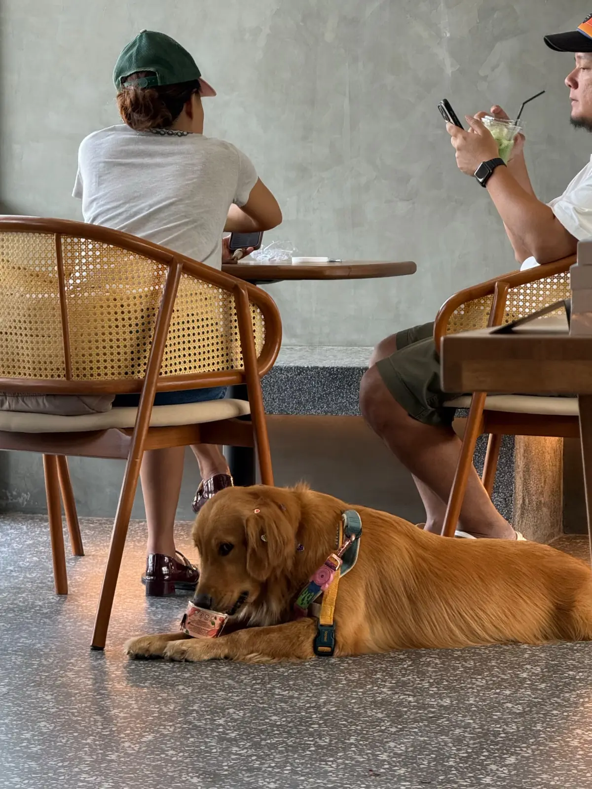 INNDE Coffee pets image 1