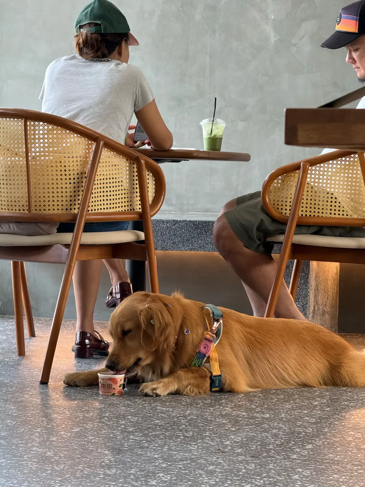 INNDE Coffee pets image 8