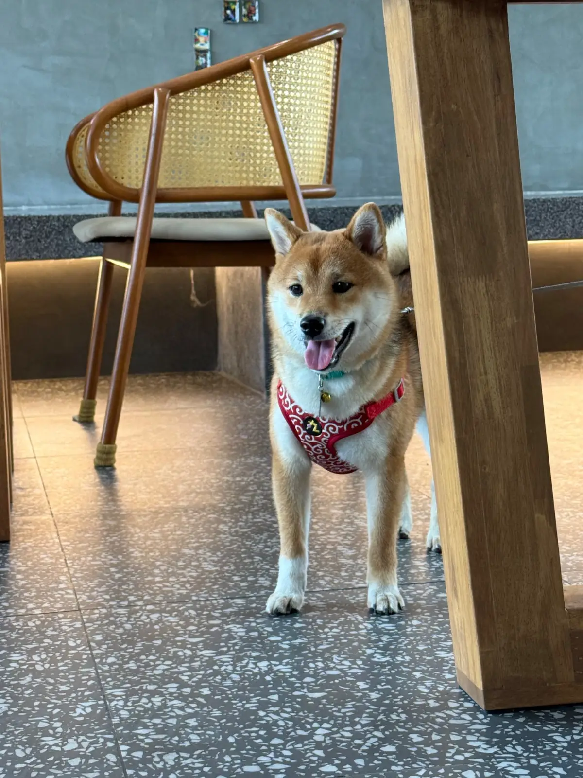INNDE Coffee pets image 2