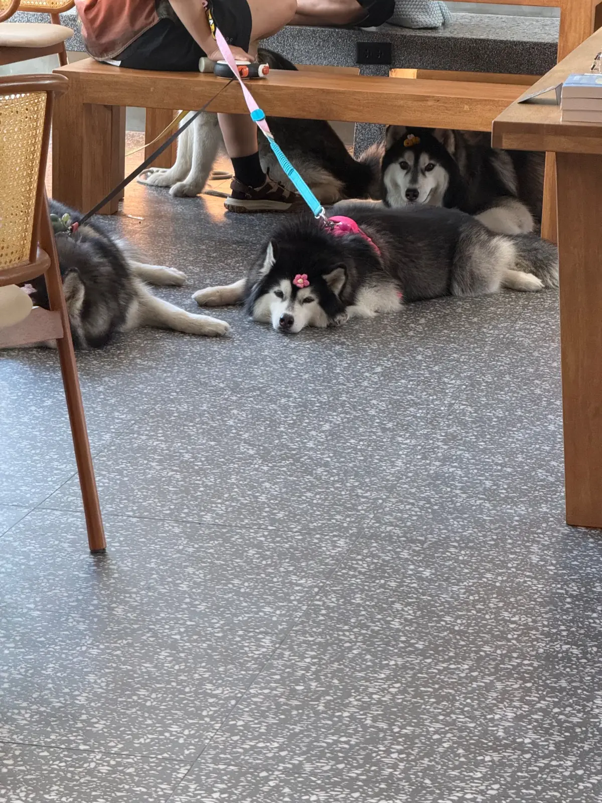 INNDE Coffee pets image 5