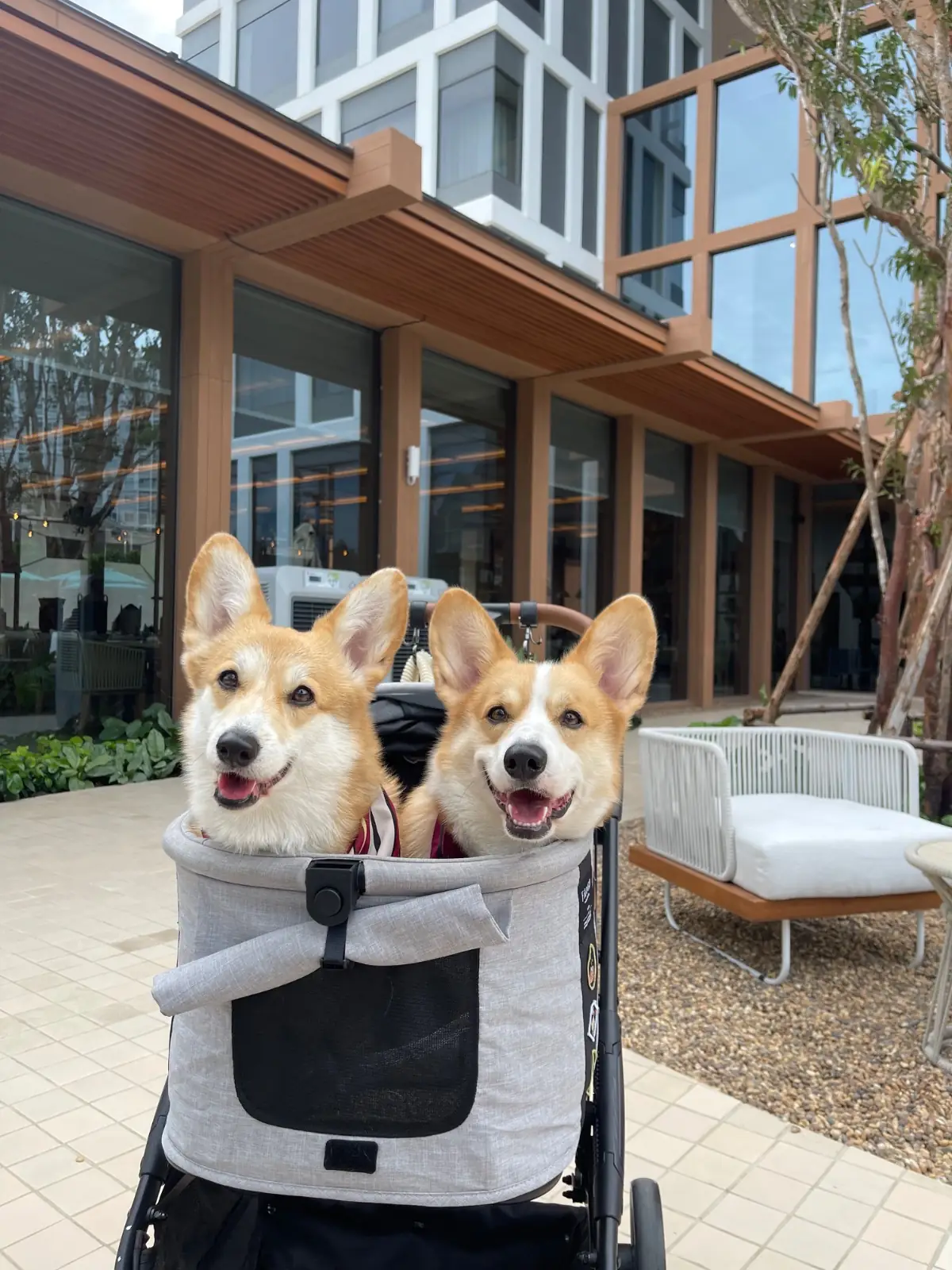 The Summer Coffee - Centara Ayutthaya pets image 4