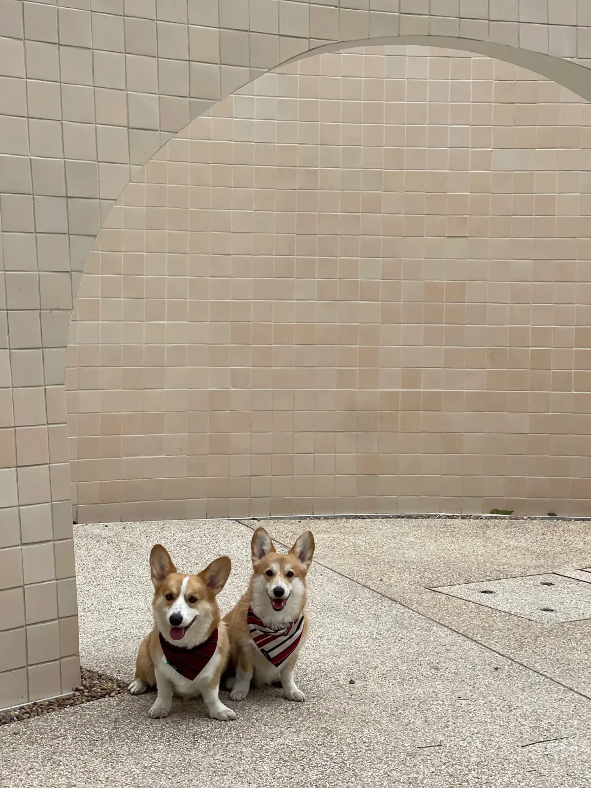 The Summer Coffee - Centara Ayutthaya pets image 3