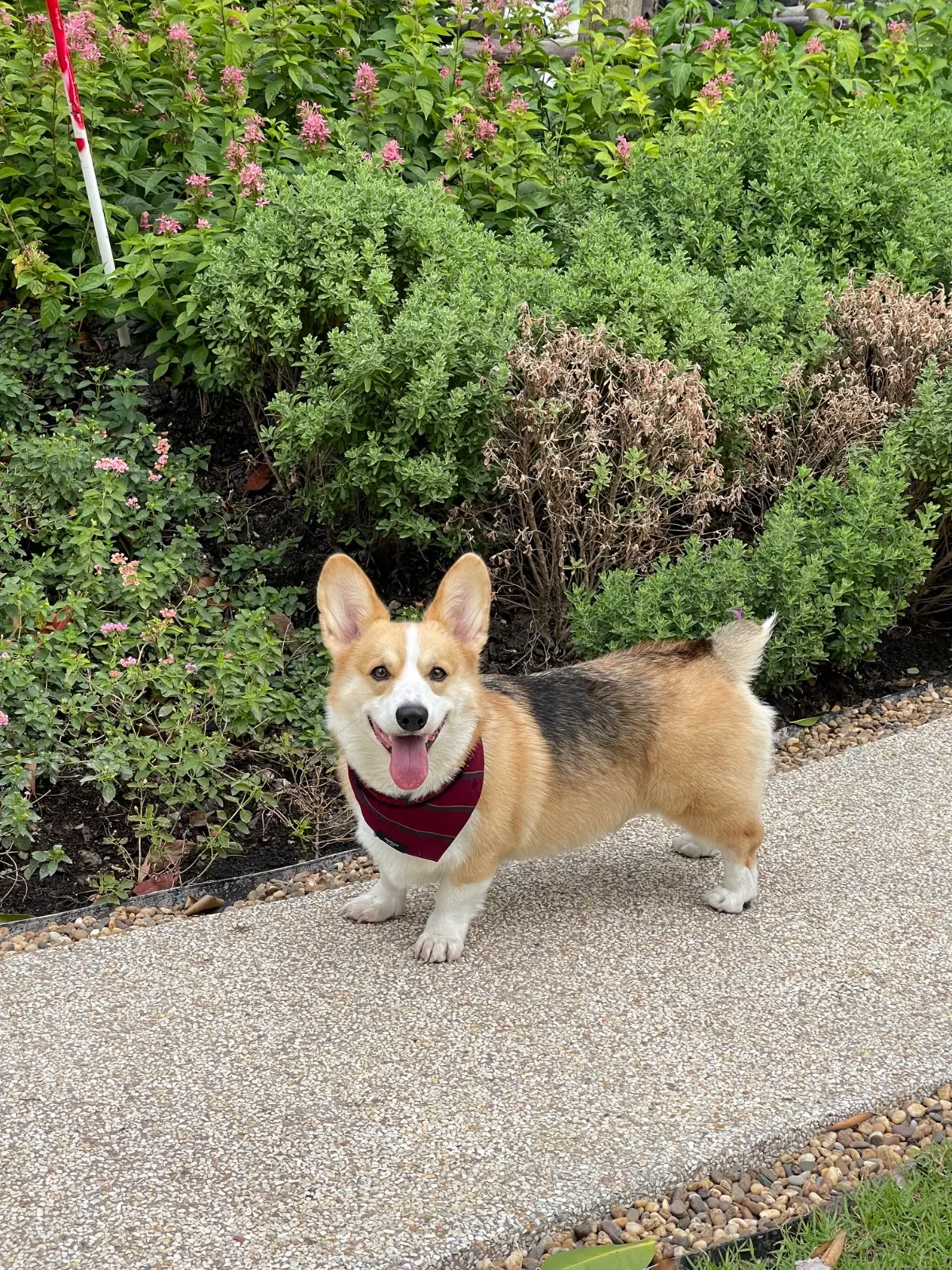 The Summer Coffee - Centara Ayutthaya pets image 1