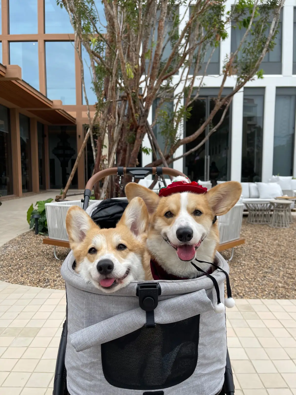 The Summer Coffee - Centara Ayutthaya pets image 2