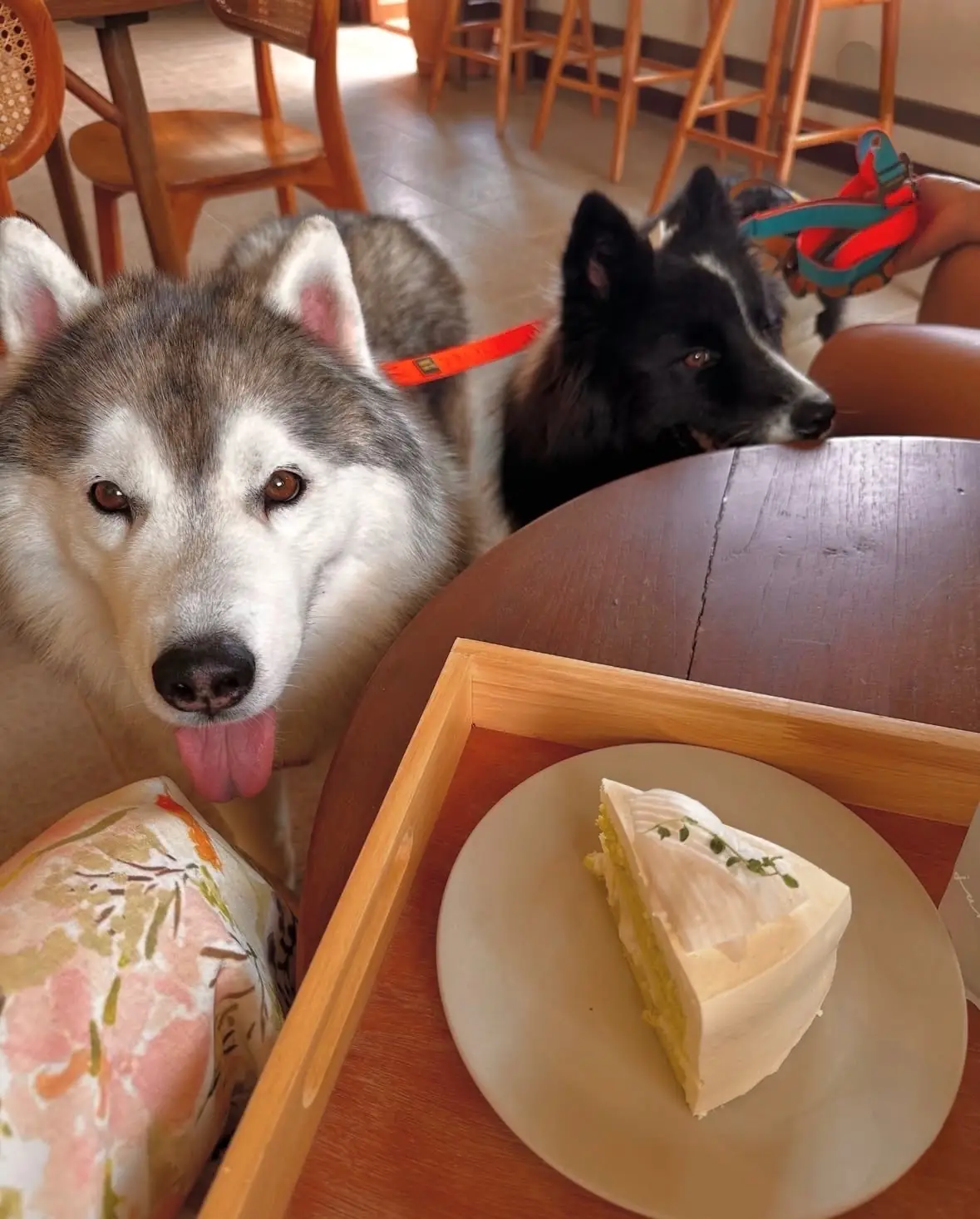 June's Khaoyai pets image 3