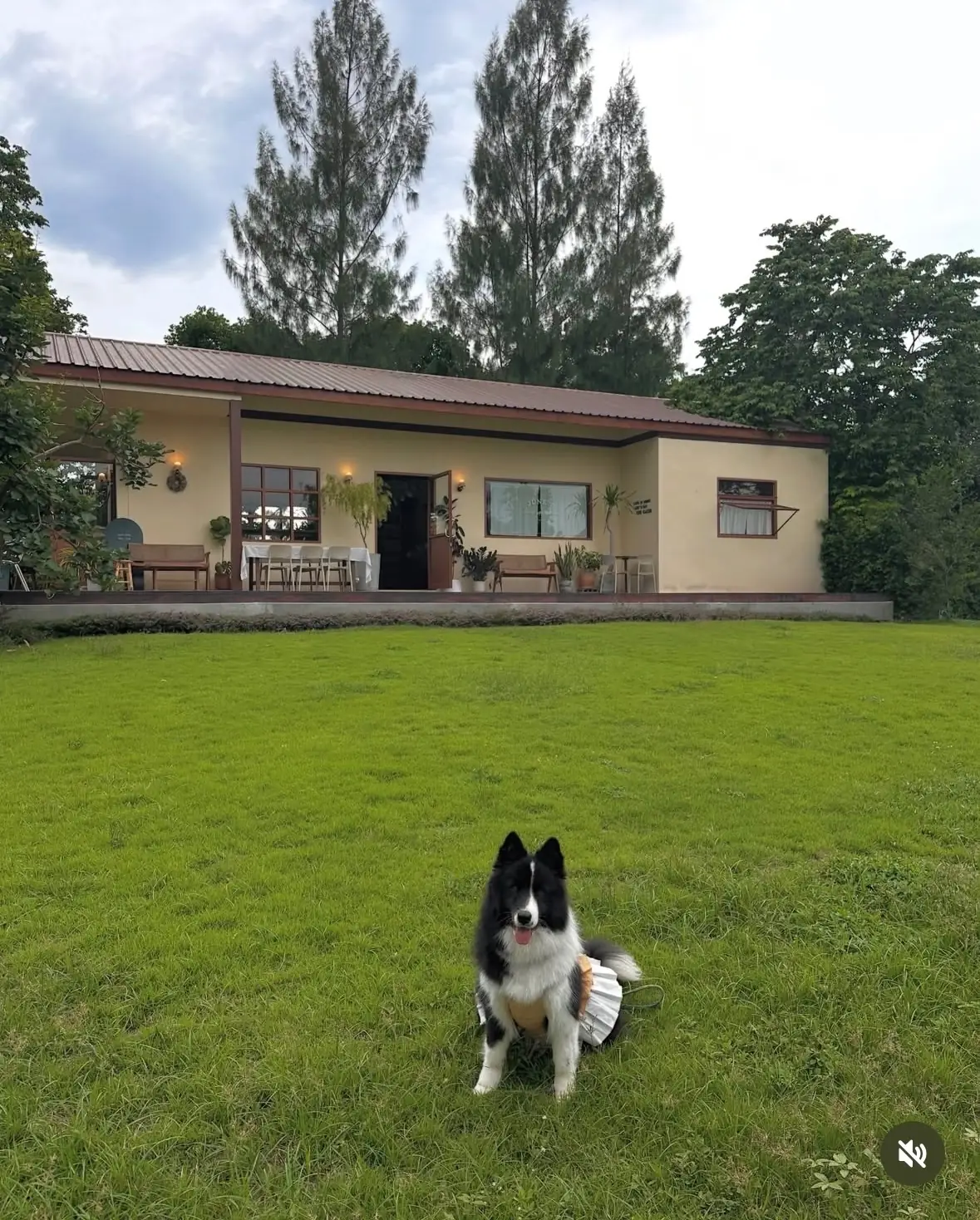 June's Khaoyai pets image 5