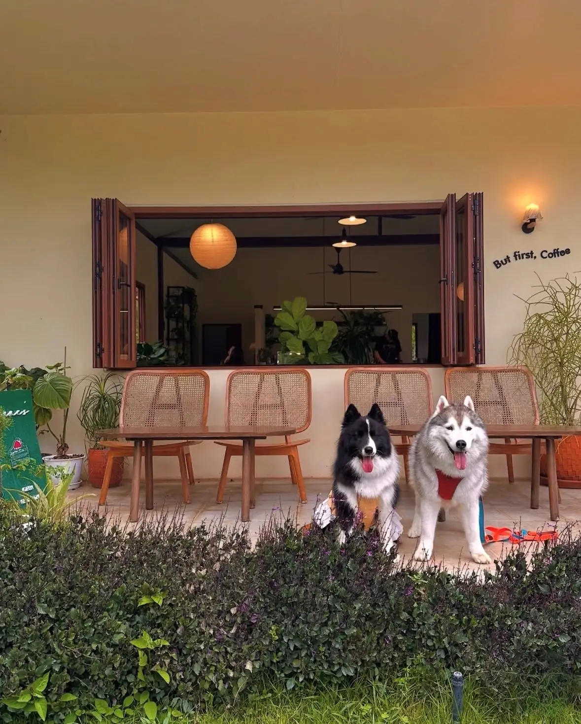 June's Khaoyai pets image 2