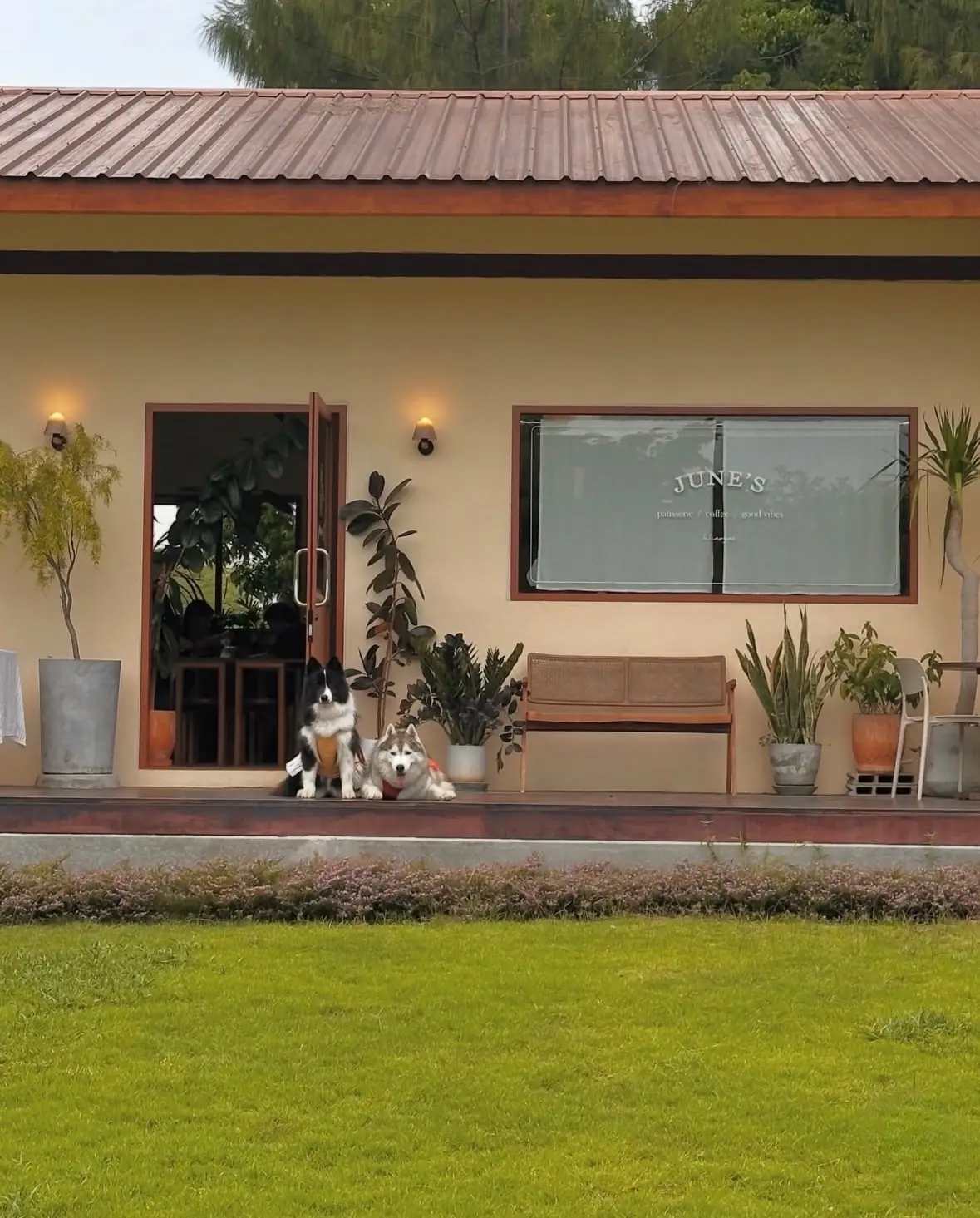 June's Khaoyai pets image 1