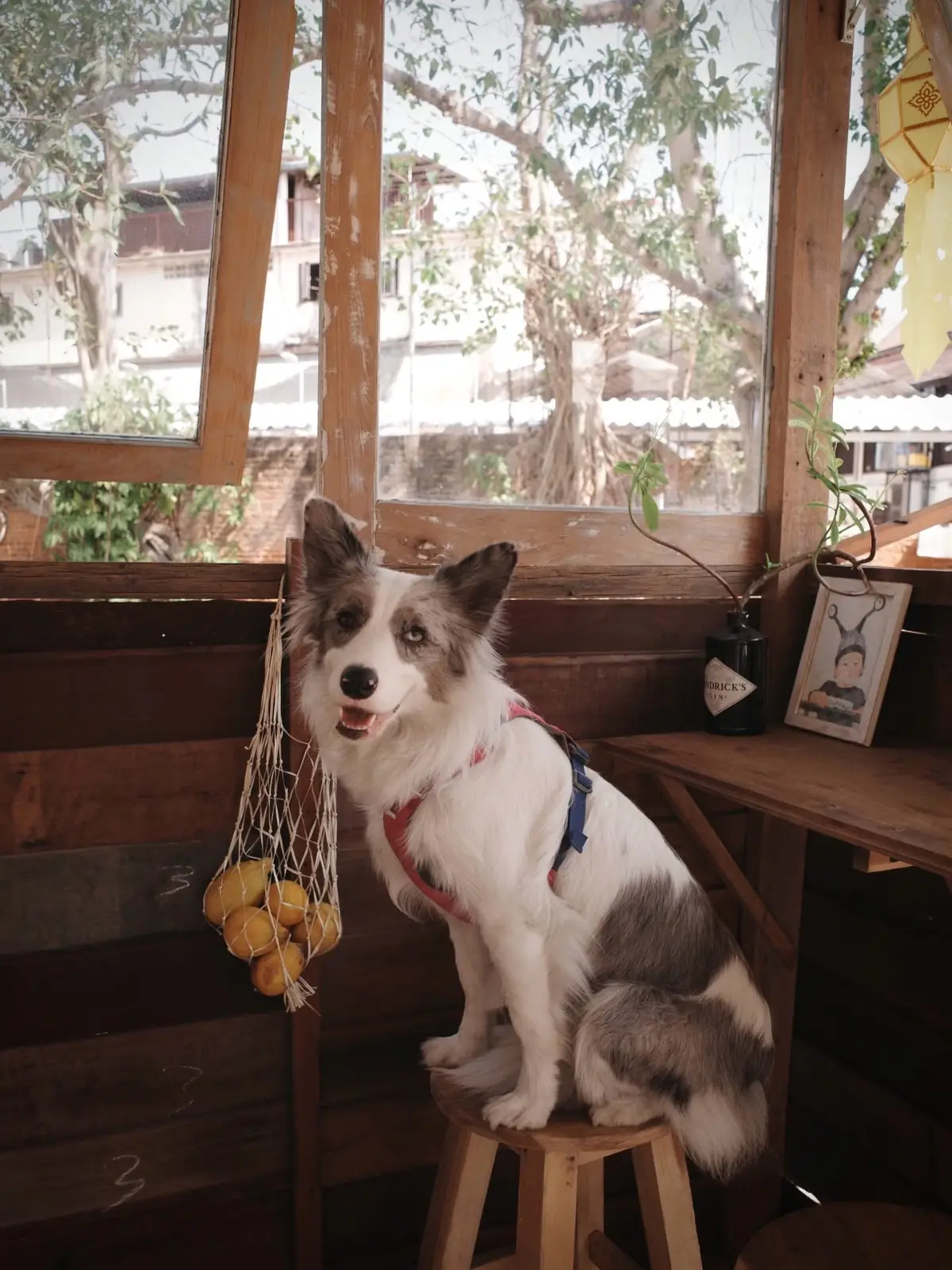 นกที่ตื่นเช้า pets image 2