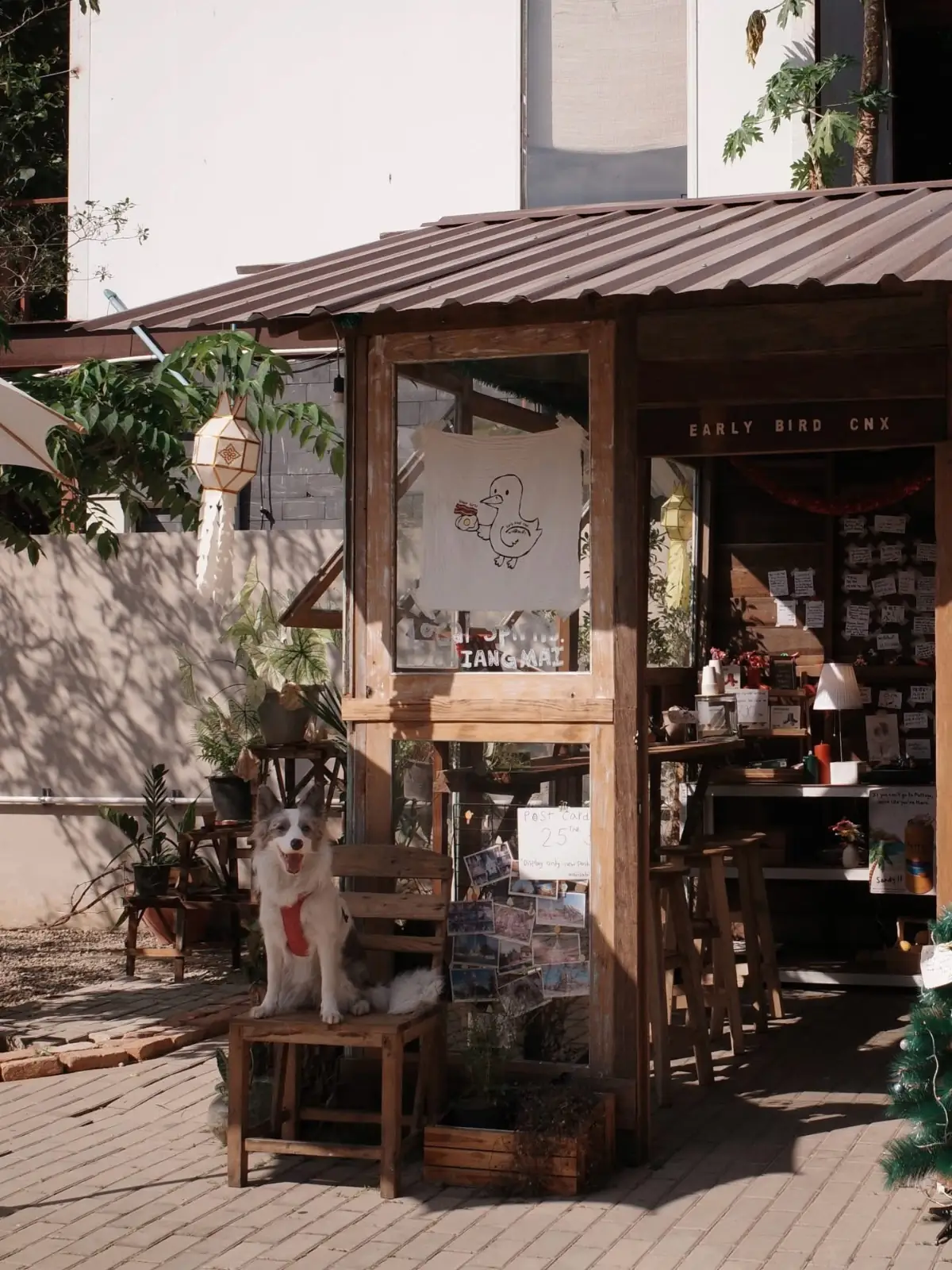 นกที่ตื่นเช้า pets image 1