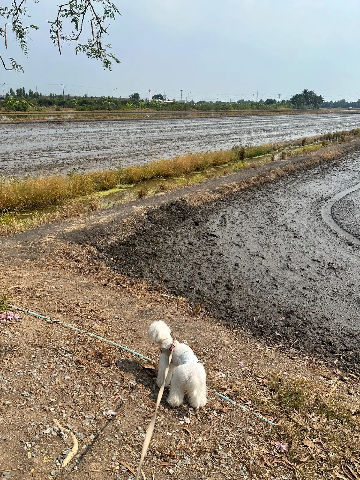 วันกุ้งเป็น pets image 3