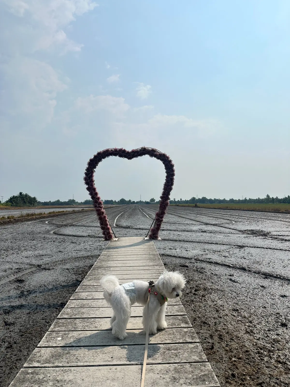 วันกุ้งเป็น pets image 1