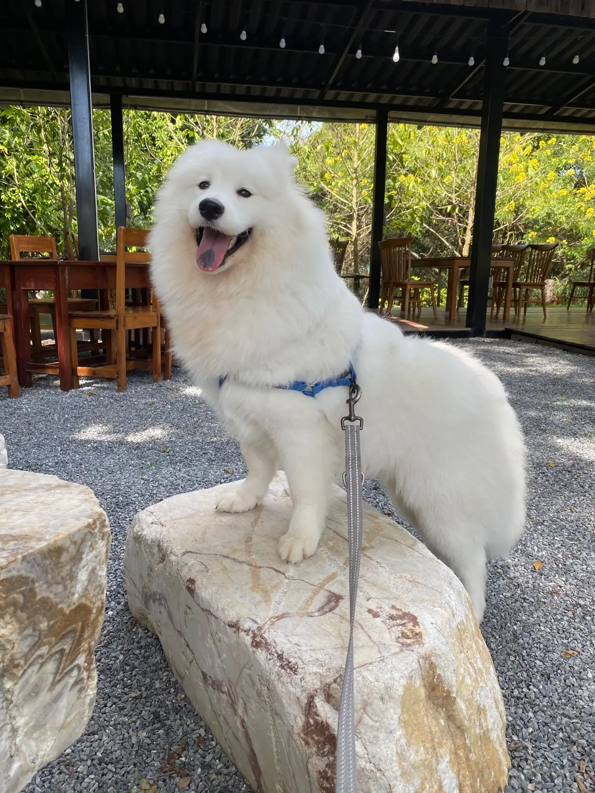 Within Khaoyai pets image 1