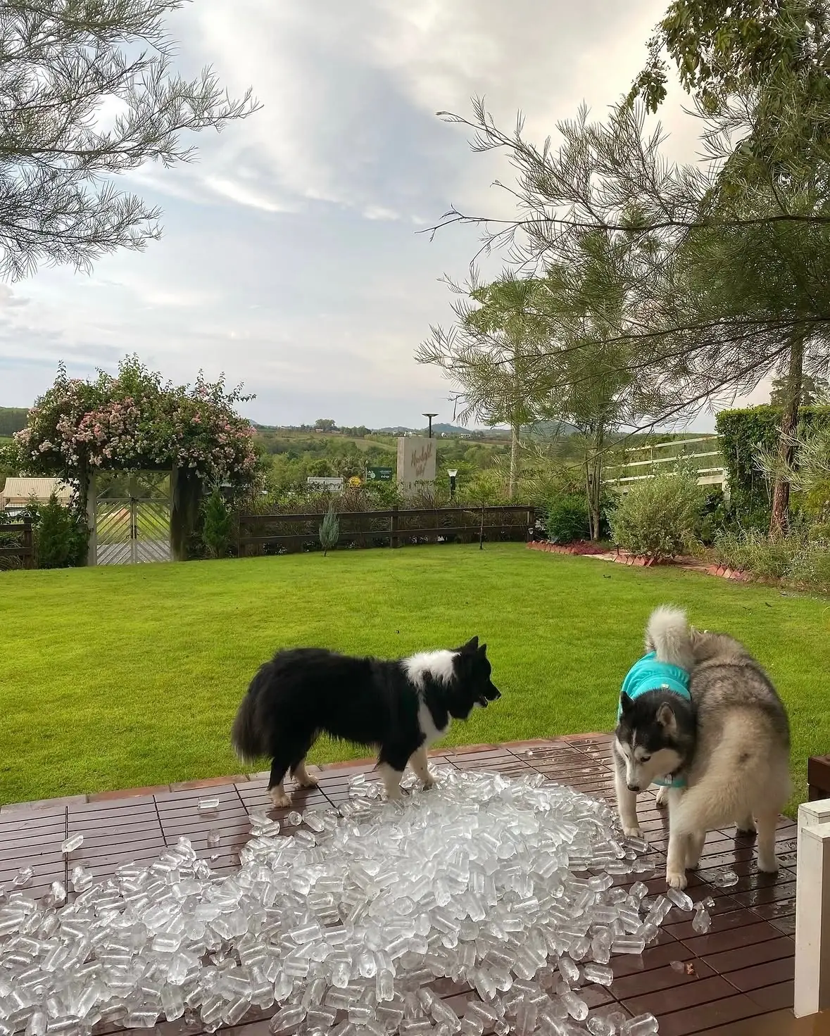 Barn House pets image 1