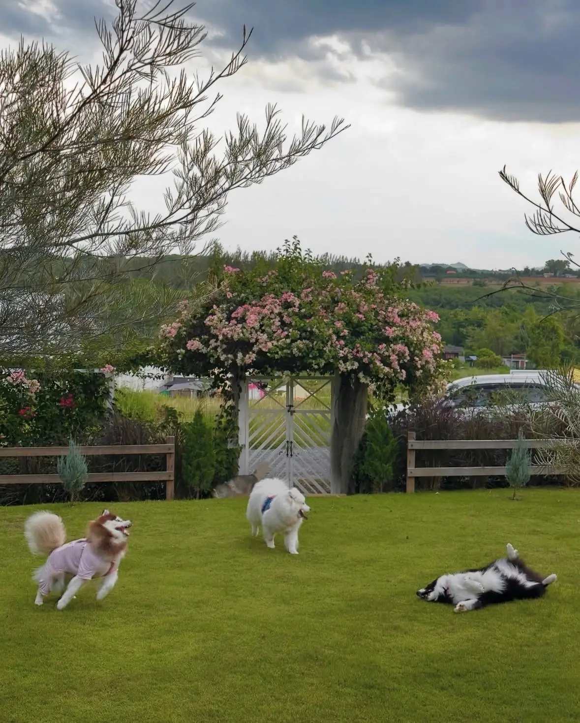 Barn House pets image 4