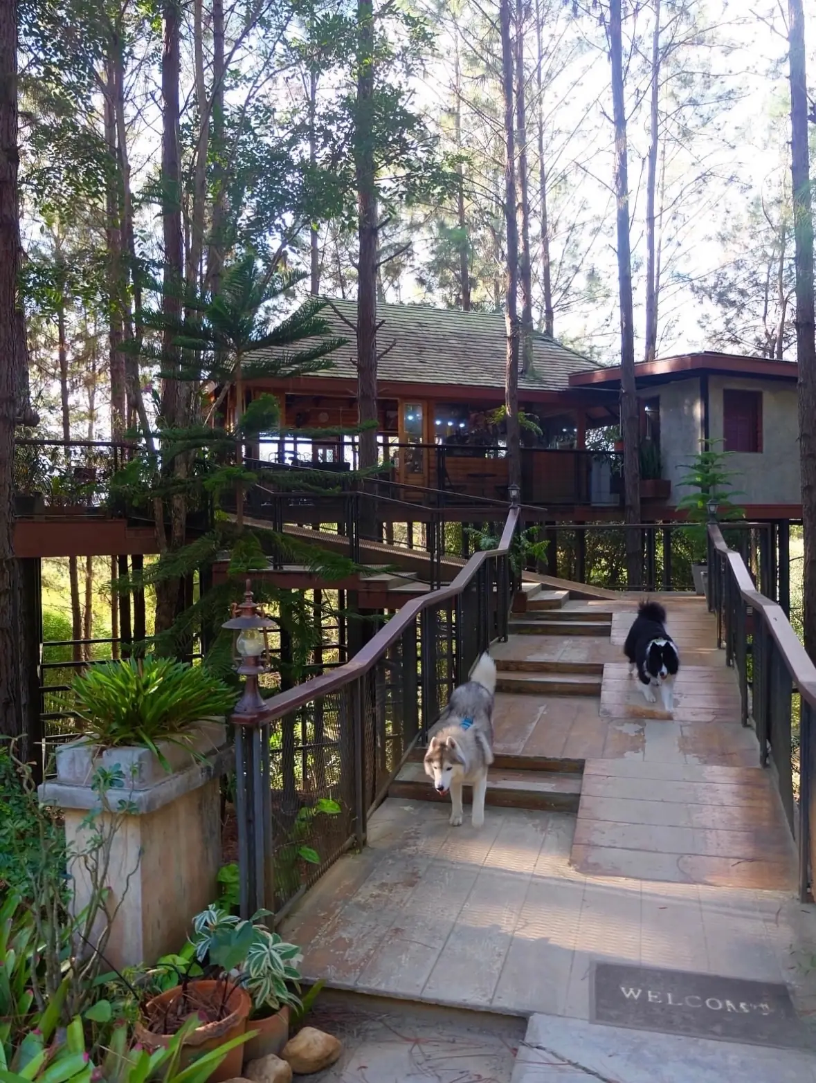 Cedar - Khao Kho pets image 2