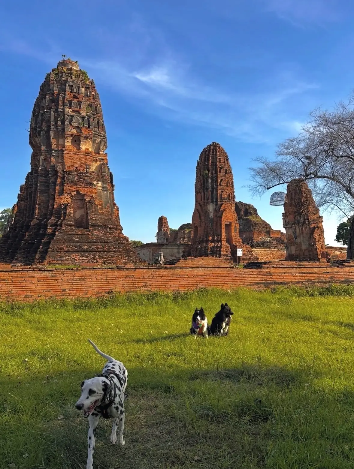 สวนสาธารณะบึงพระราม pets image 2