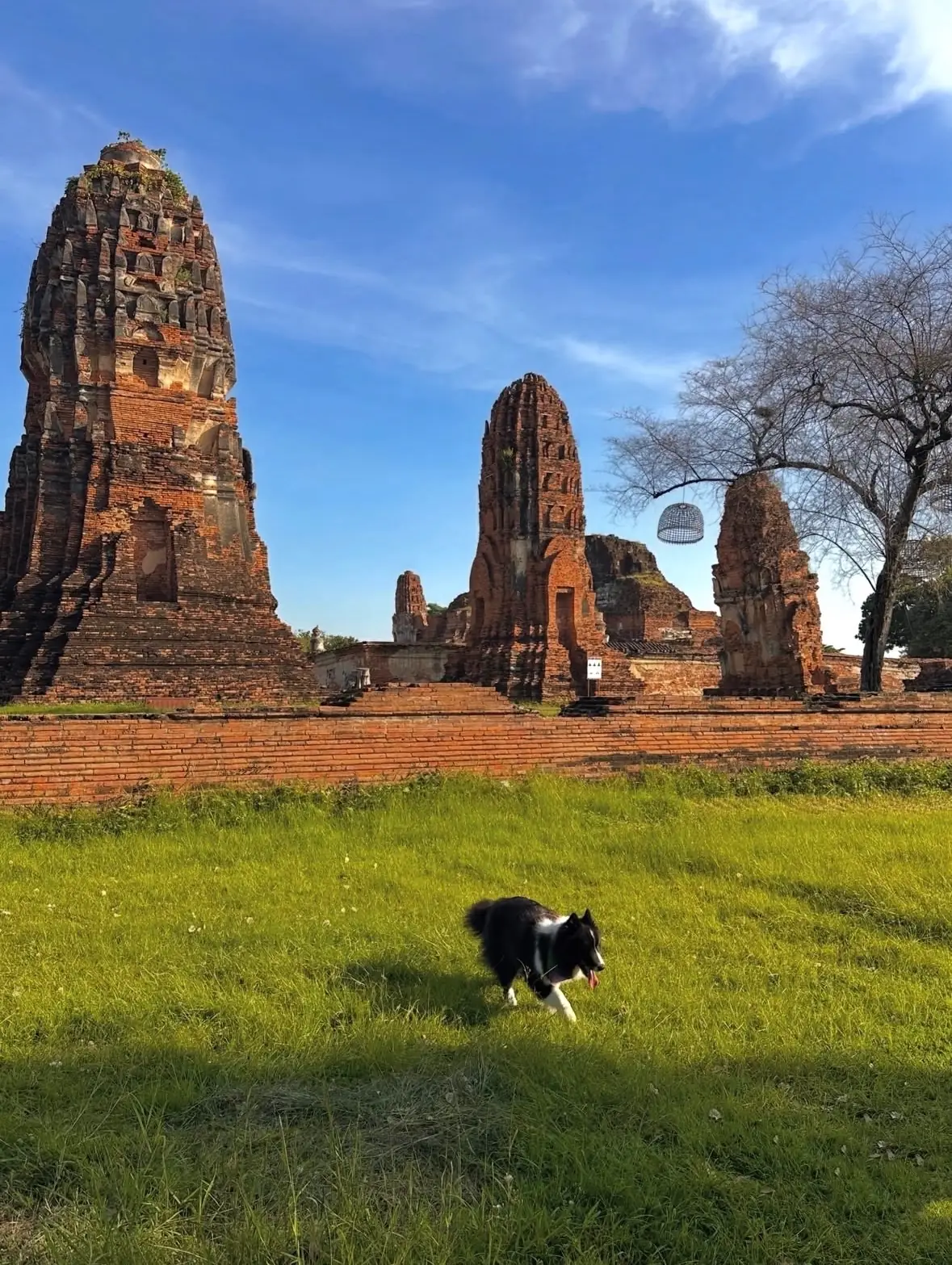 สวนสาธารณะบึงพระราม pets image 1