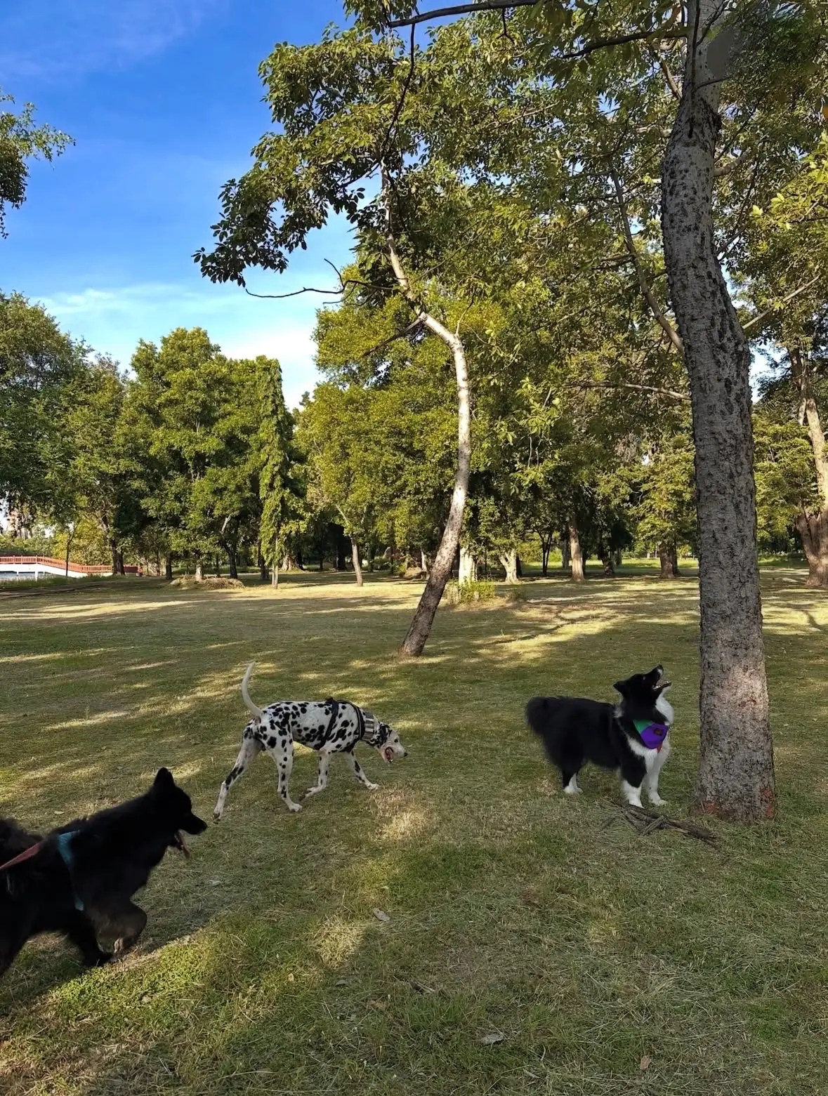 สวนสาธารณะบึงพระราม pets image 3