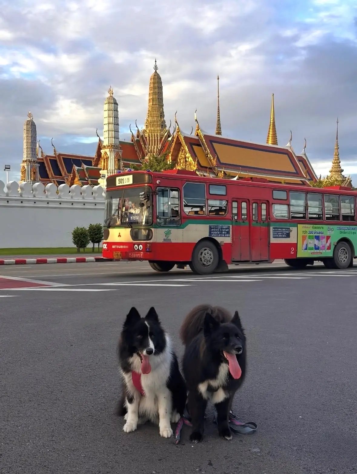 Sanam Luang pets image 2