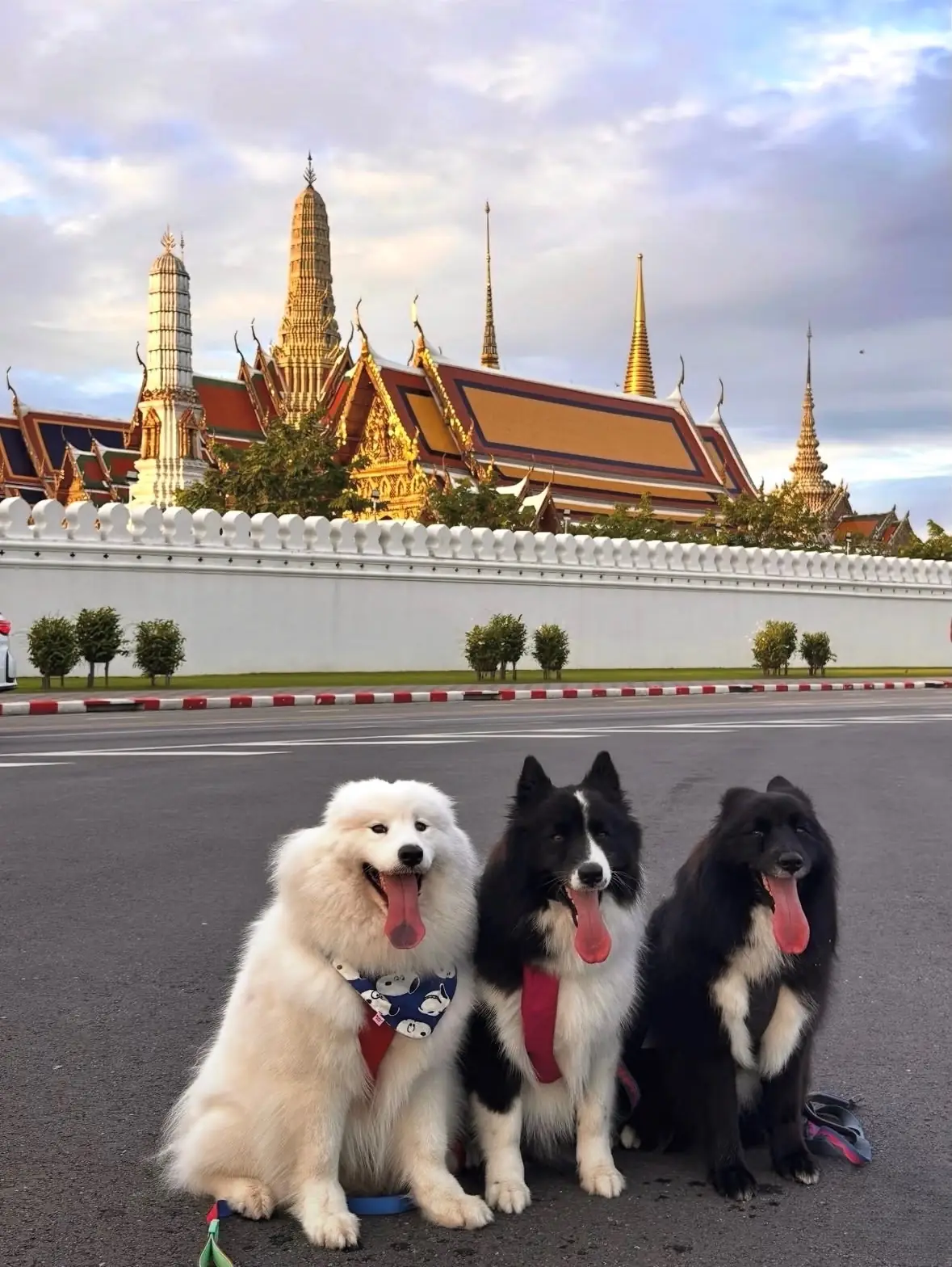 Sanam Luang pets image 1