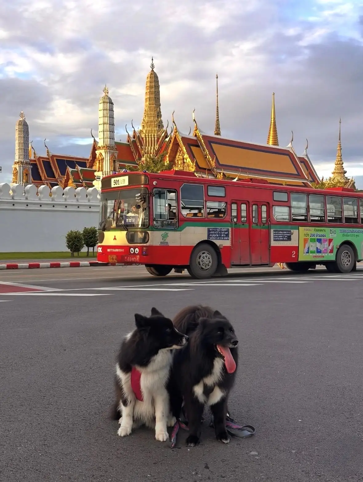 Sanam Luang pets image 3