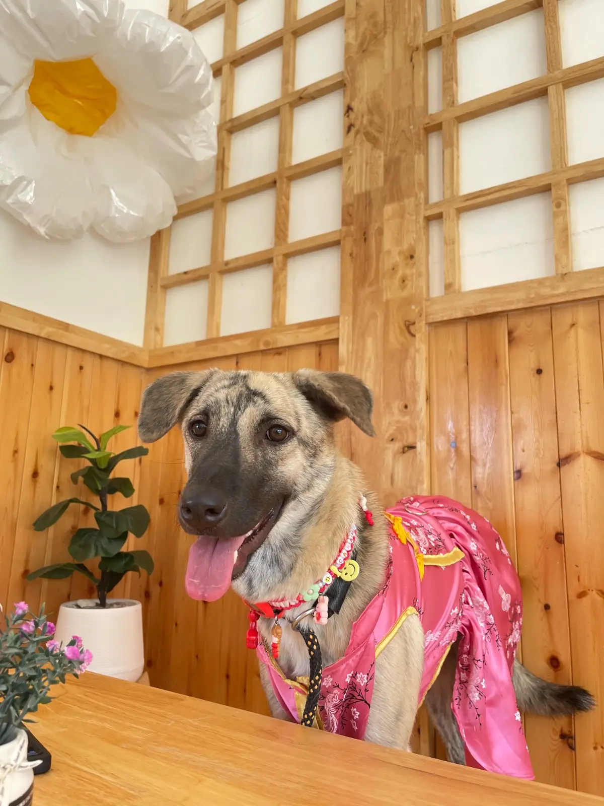 Kyoto Shi Cafe - นครปฐม pets image 1