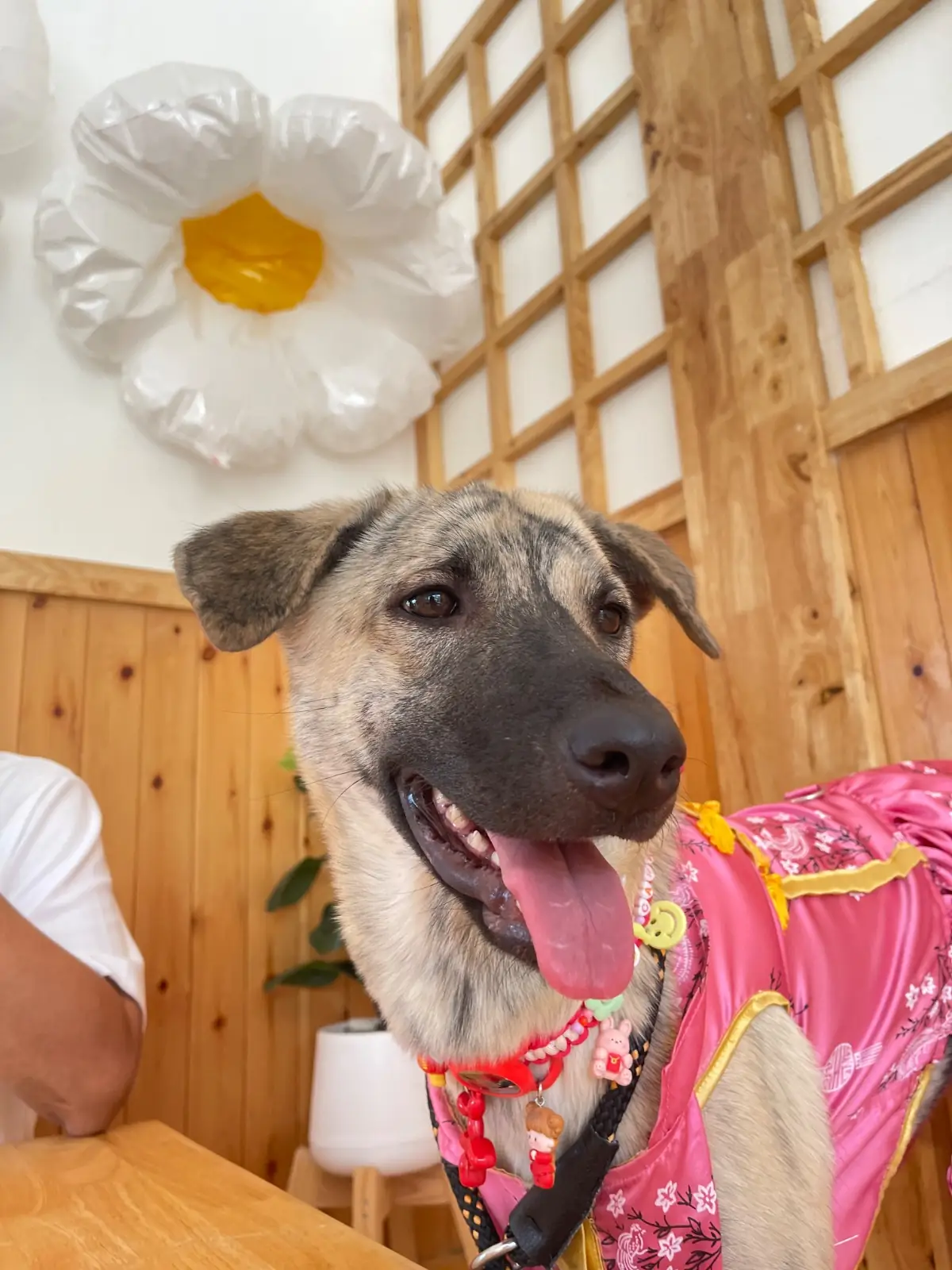 Kyoto Shi Cafe - นครปฐม pets image 2