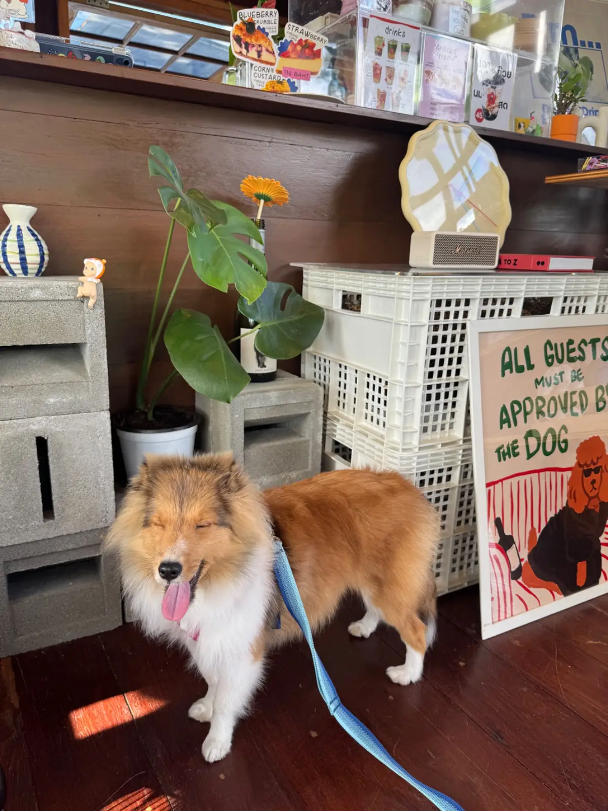 Banchum House pets image 1