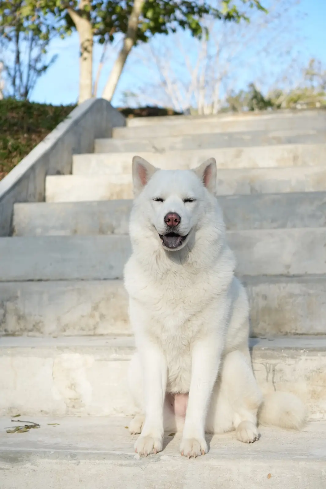 HOOGA Camping in the Woods pets image 4