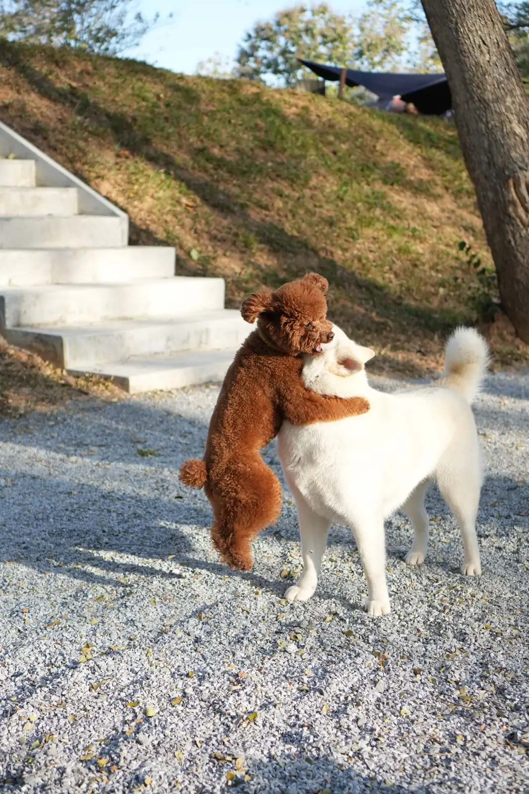 HOOGA Camping in the Woods pets image 3