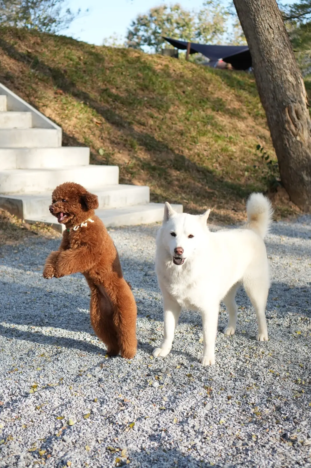 HOOGA Camping in the Woods pets image 1