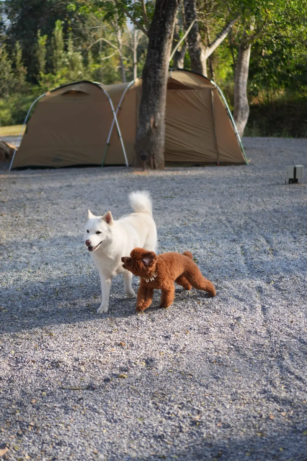 HOOGA Camping in the Woods pets image 2
