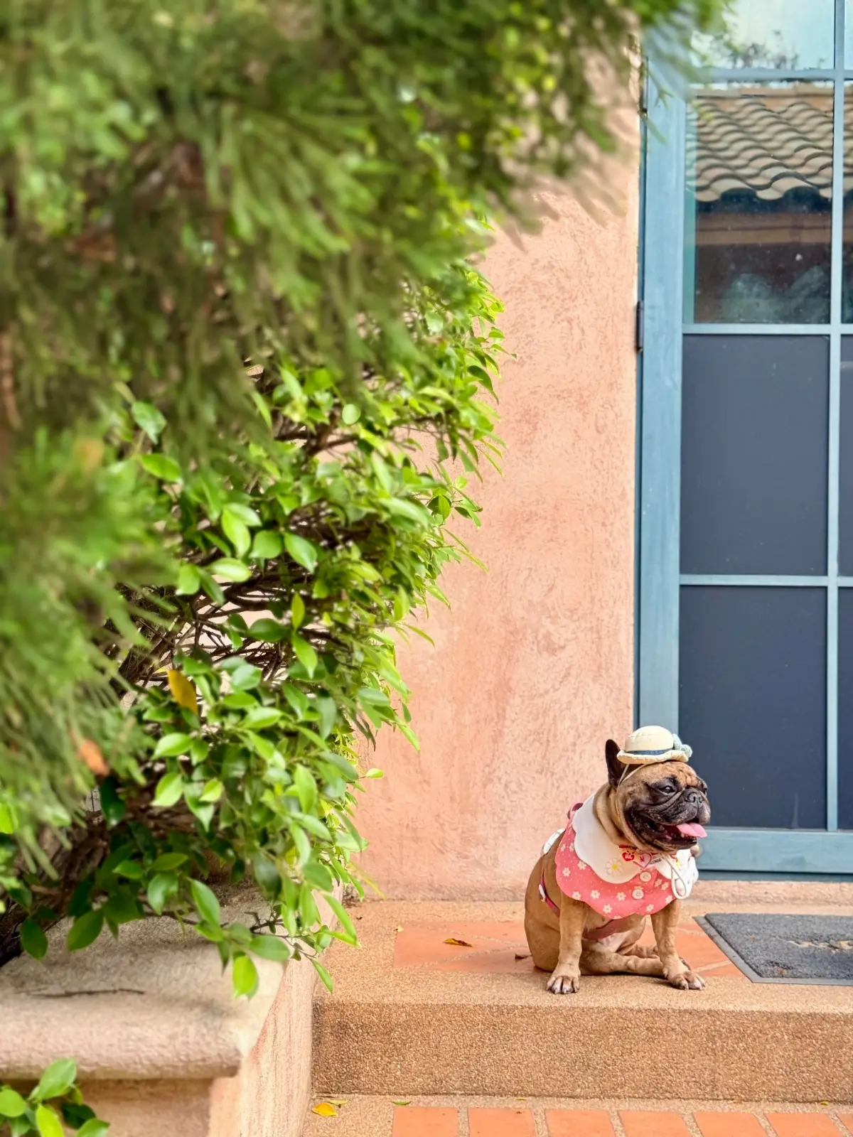 Lagoon Cafe Khaoyai pets image 3