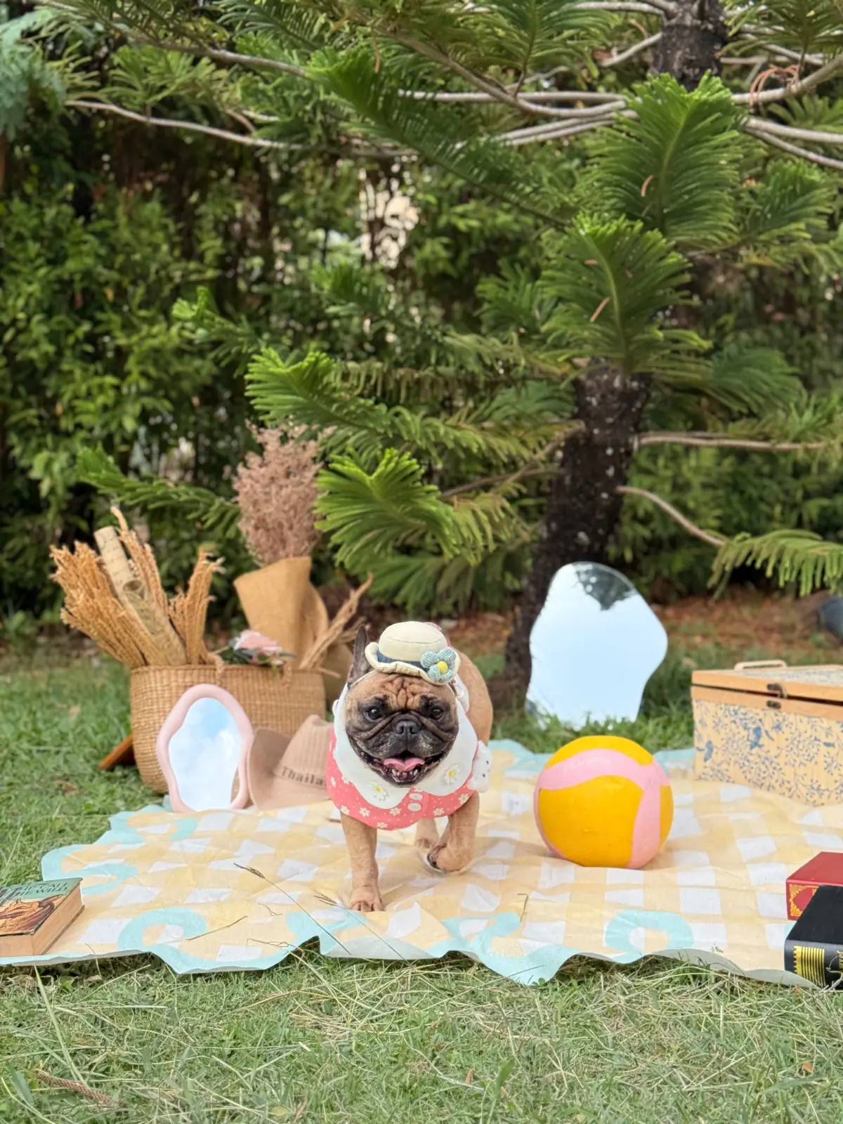 Lagoon Cafe Khaoyai pets image 2