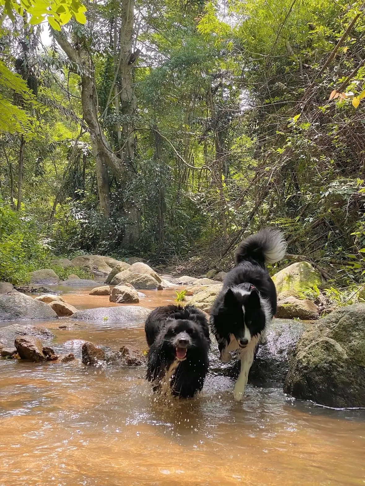 วัดป่าธรรมชาติ pets image 2