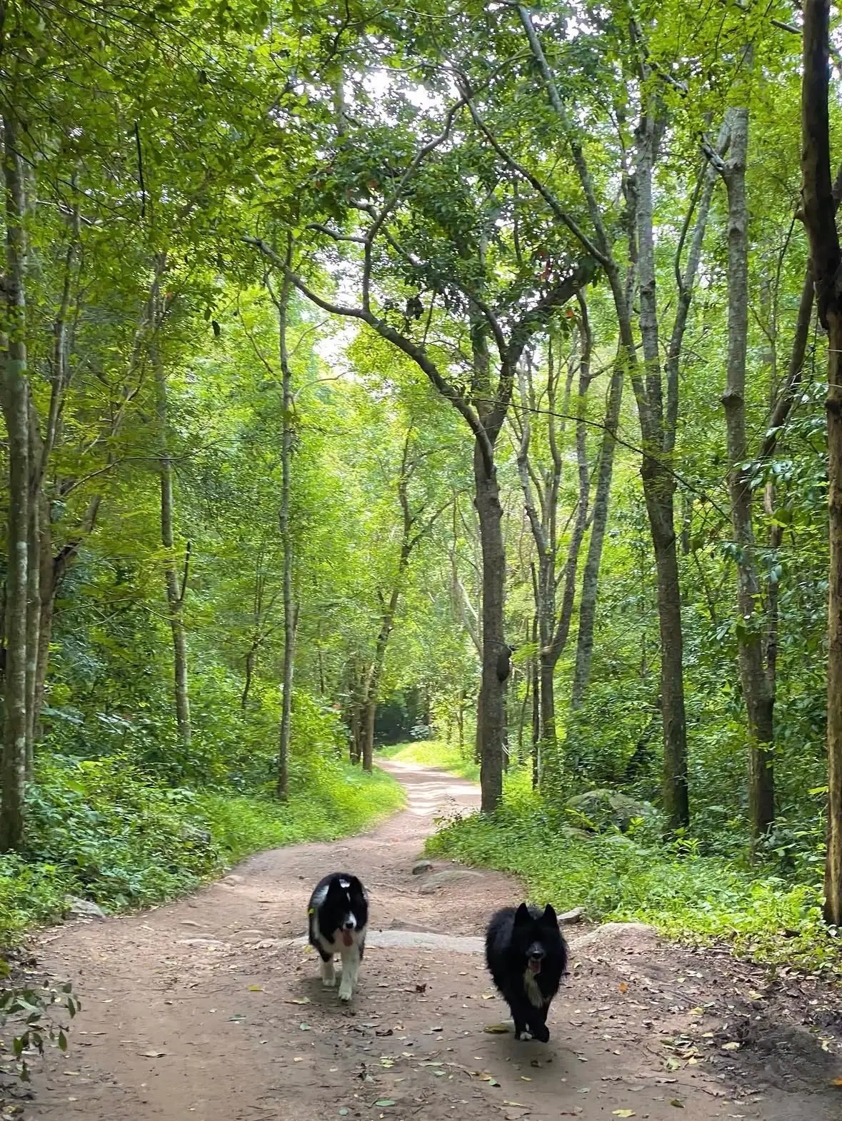 วัดป่าธรรมชาติ pets image 1