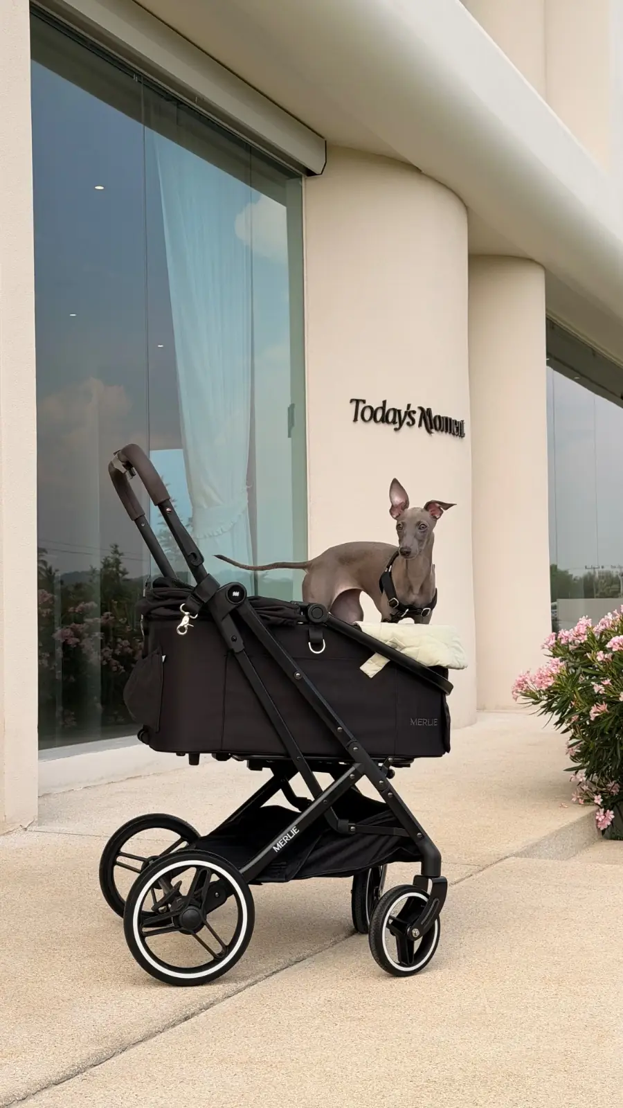 Today's Moment Khaoyai pets image 1